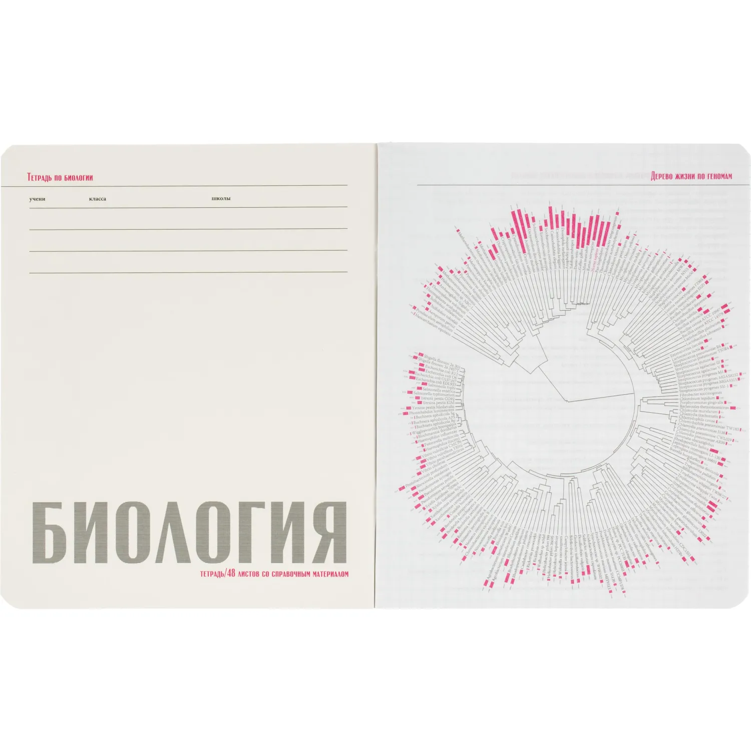 Набор тетрадей Альт Stone color А5 48 л, 10 шт., клетка, ламинация, школьный - Image 27
